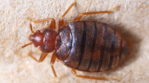 Eerste hulp bij bedwantsen in Nieuwegein