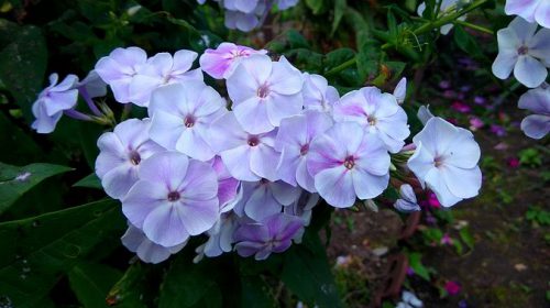 Bodembedekkers tegen onkruid