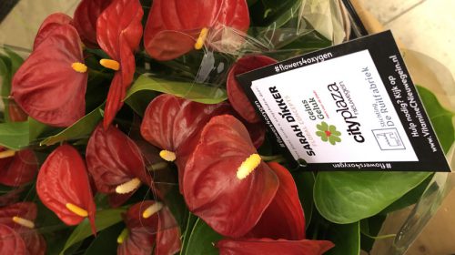 Geef elkaar geen hand, maar een bloemetje of een plant, gestart in Nieuwegein!