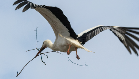 ‘Foto van de week’