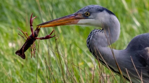 ‘Foto van de week’