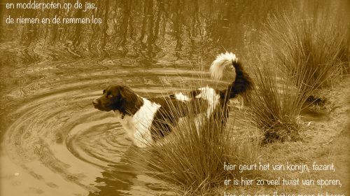 Ton’s beeldverslag