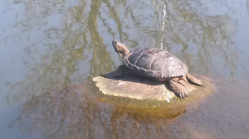 ‘Foto van de week’