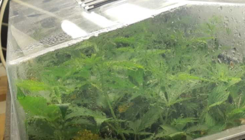 Politie rolt hennepplantage op in Nieuwegein