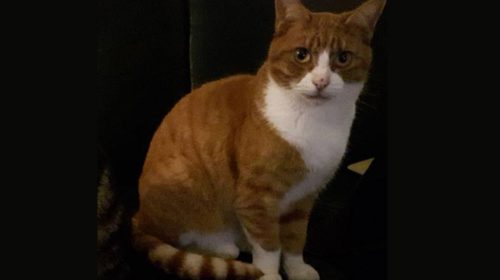 Rode kater vermist