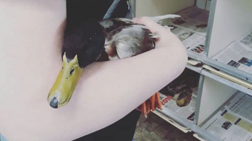 ‘Doorrijden na ongeval met dier ook strafbaar!’