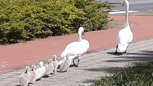 ‘Foto van de week’