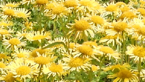 ‘Wat groeit of leeft daar in Nieuwegein’