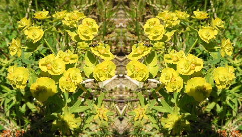 ‘Wat groeit of leeft daar in Nieuwegein’