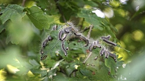 Meer informatie over de processierups