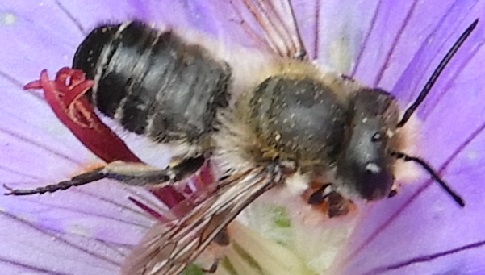 ‘Wat groeit of leeft daar in Nieuwegein’