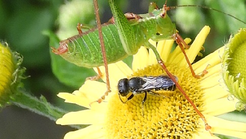‘Wat groeit of leeft daar in Nieuwegein’