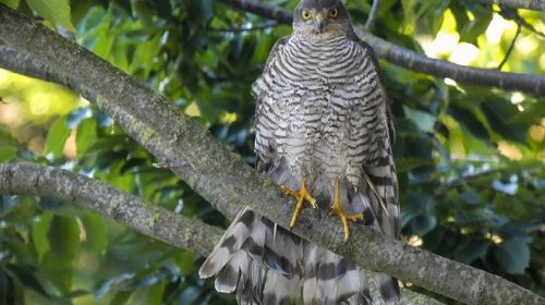 ‘Foto van de week’