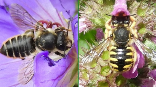 ‘Wat groeit of leeft daar in Nieuwegein’