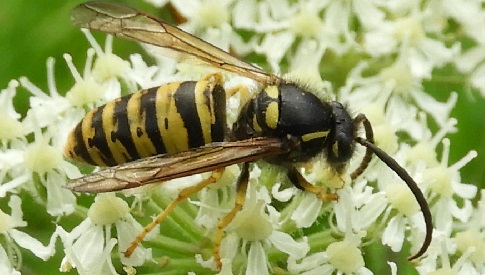‘Wat groeit of leeft daar in Nieuwegein’
