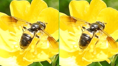 ‘Wat groeit of leeft daar in Nieuwegein’