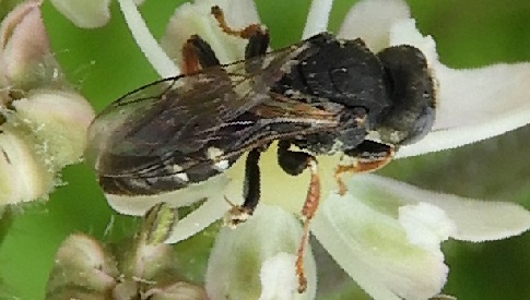 ‘Wat groeit of leeft daar in Nieuwegein’