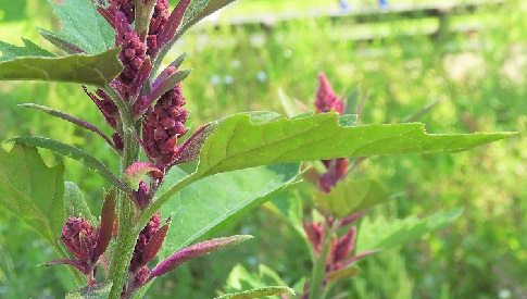 ‘Wat groeit of leeft daar in Nieuwegein’