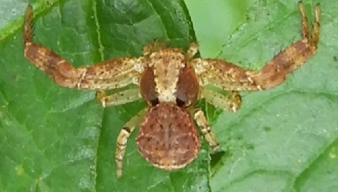 ‘Wat groeit of leeft daar in Nieuwegein’