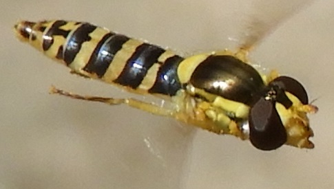 ‘Wat groeit of leeft daar in Nieuwegein’