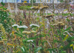 Waarom blijft het gras staan? Gemeente geeft uitleg tijdens groenwandeling