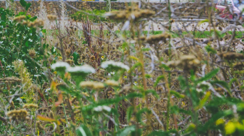 Innovatiefonds ‘Samen voor biodiversiteit’ draagt bij aan ‘Bloeiend Nieuwegein’