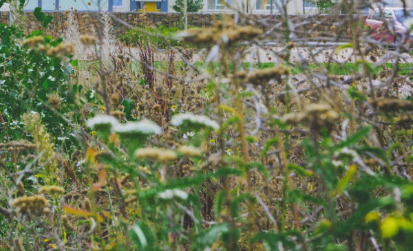 Waarom blijft het gras staan? Gemeente geeft uitleg tijdens groenwandeling