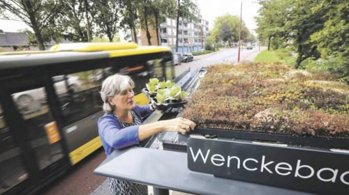 Groene bushokjes voor een beter (leef-)klimaat, nu ook in Nieuwegein