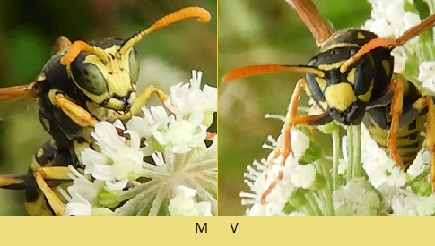 ‘Wat groeit of leeft daar in Nieuwegein’
