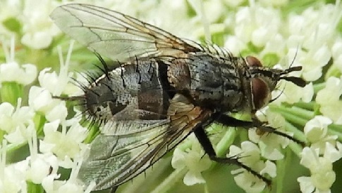 ‘Wat groeit of leeft daar in Nieuwegein’