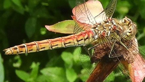 ‘Wat groeit of leeft daar in Nieuwegein’