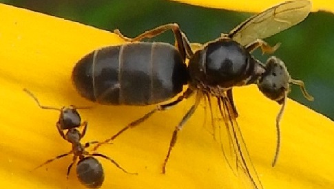 ‘Wat groeit of leeft daar in Nieuwegein’