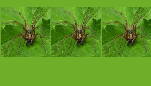 ‘Wat groeit of leeft daar in Nieuwegein’