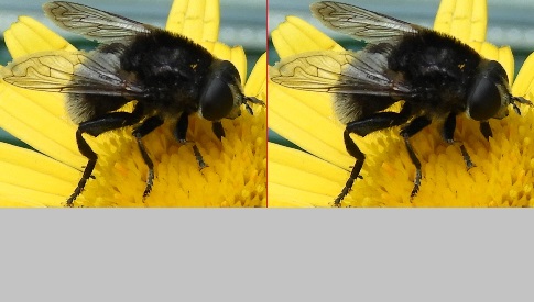 ‘Wat groeit of leeft daar in Nieuwegein’