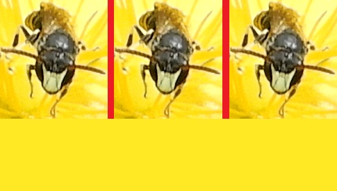 ‘Wat groeit of leeft daar in Nieuwegein’