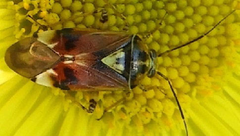 ‘Wat groeit of leeft daar in Nieuwegein’