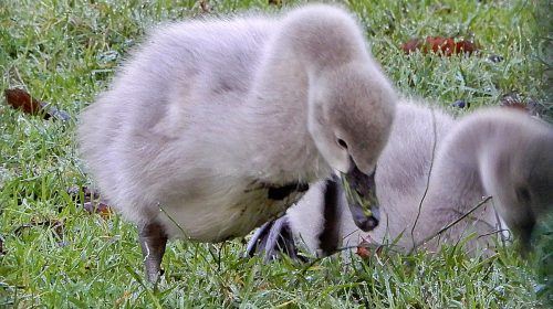 ‘Foto van de week’