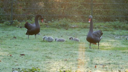 Thema-avond Wintergasten met aansluitend een ochtend-excursie naar Polder Arkemheen