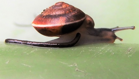 ‘Wat groeit of leeft daar in Nieuwegein’