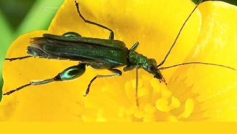 ‘Wat groeit of leeft daar in Nieuwegein’