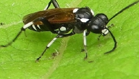 ‘Wat groeit of leeft daar in Nieuwegein’