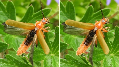 ‘Wat groeit of leeft daar in Nieuwegein’
