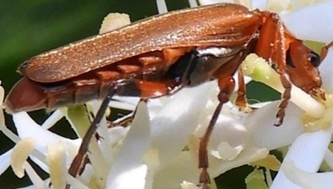 ‘Wat groeit of leeft daar in Nieuwegein’