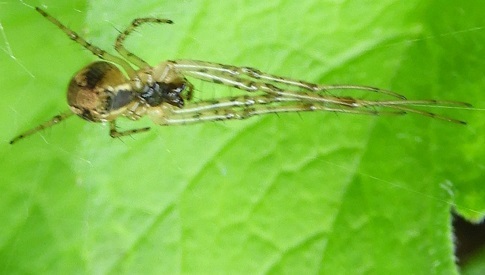 ‘Wat groeit of leeft daar in Nieuwegein’