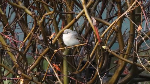 ‘Wat vliegt daar in Nieuwegein’