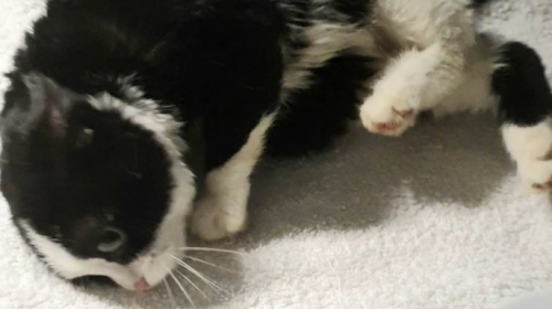 De twee zwaar verwaarloosde gedumpte kittens zijn ingeslapen