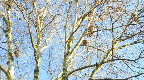 Partij voor de Dieren in de bres voor de ransuilen in Nieuwegein