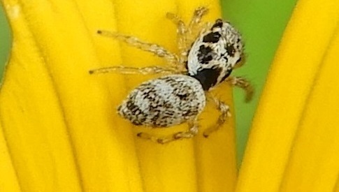 ‘Wat groeit of leeft daar in Nieuwegein’