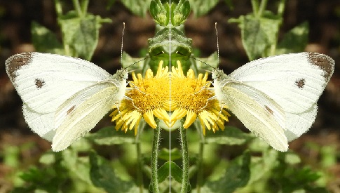 ‘Wat groeit of leeft daar in Nieuwegein’