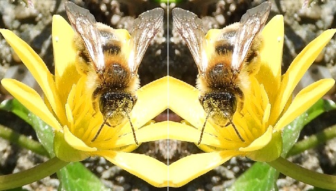 ‘Wat groeit of leeft daar in Nieuwegein’